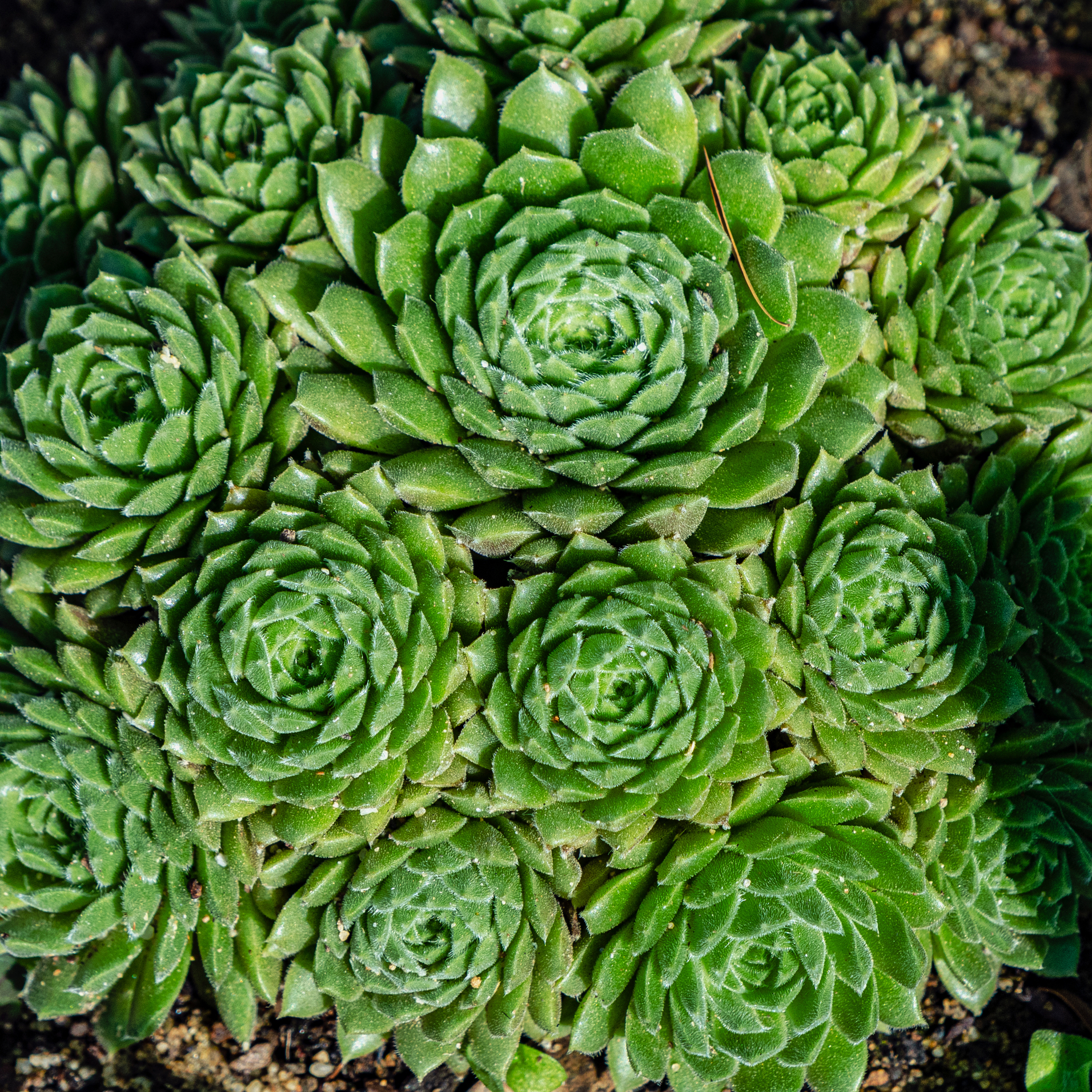 Succulent Display 4