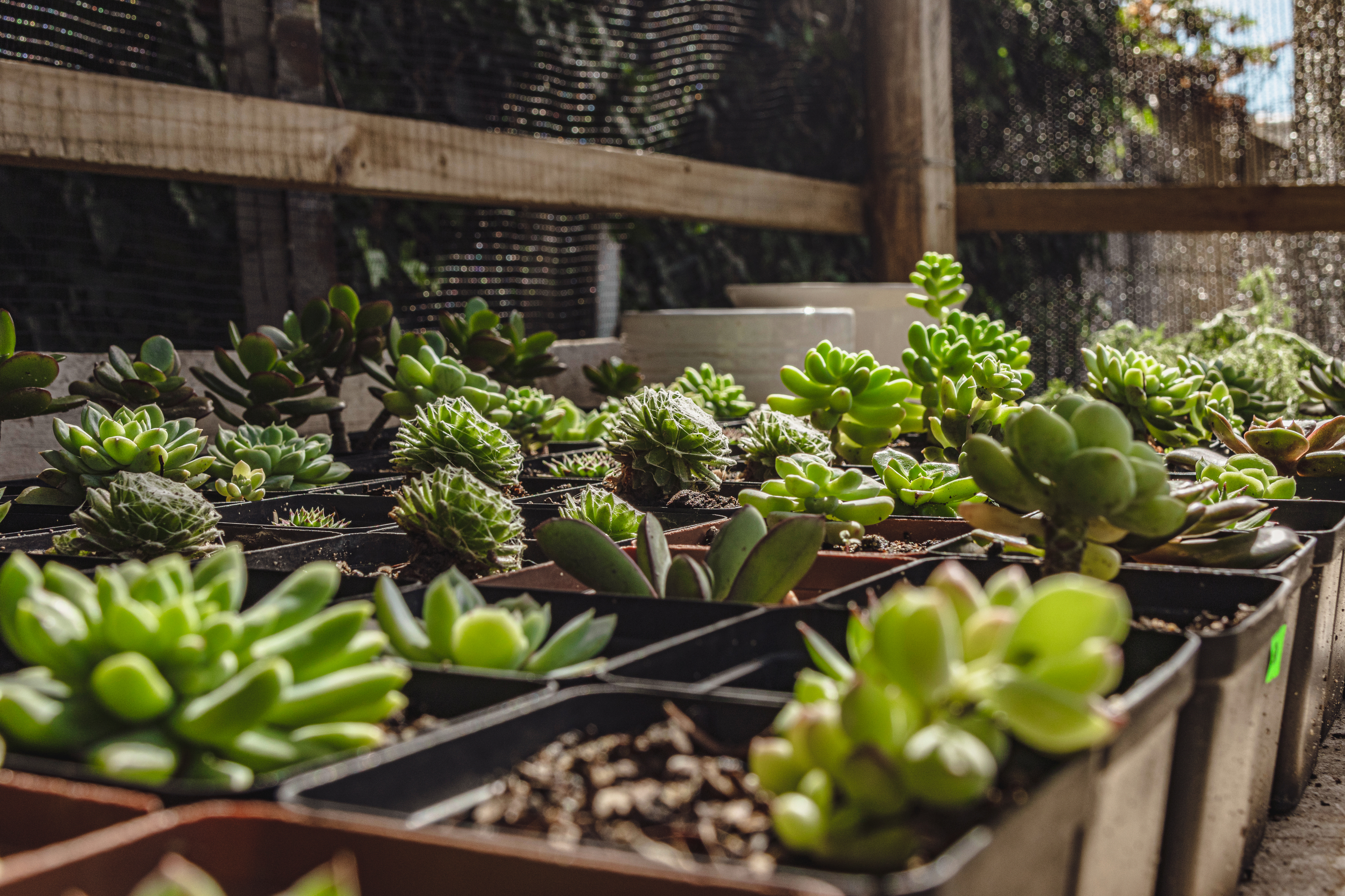 Succulent Display 3