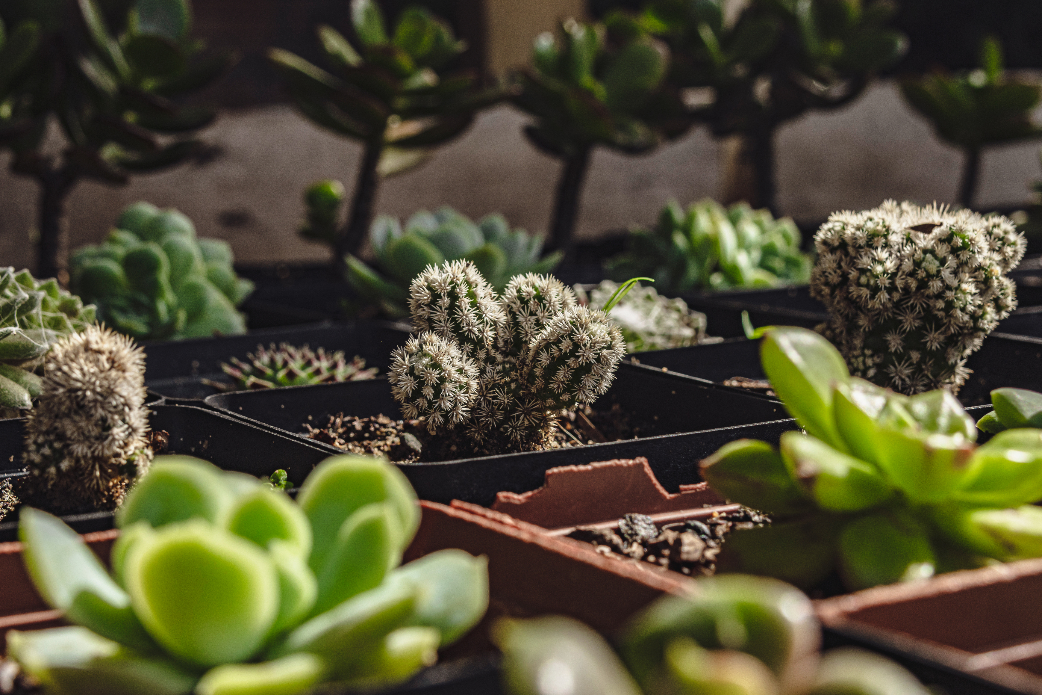 Succulent Display 2