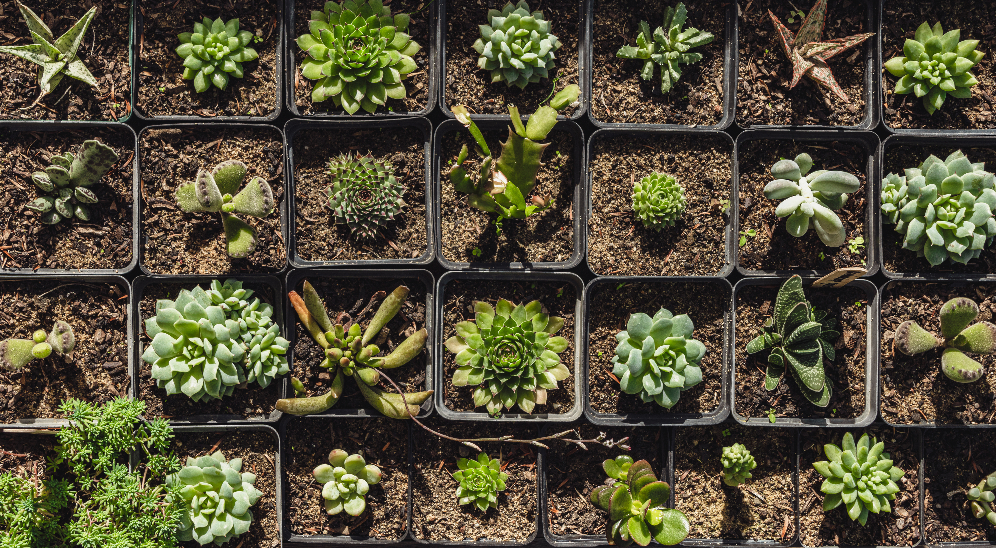 Succulent Display 1